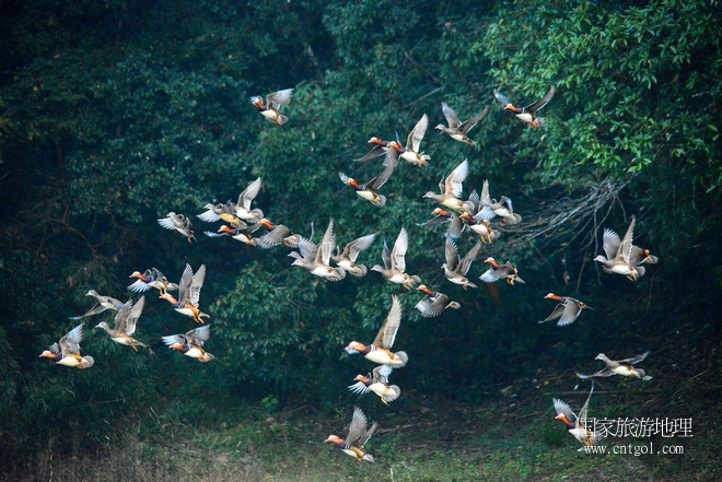 進(jìn)入初冬，大批野生鴛鴦陸續(xù)飛抵江西婺源縣賦春鎮(zhèn)鴛鴦湖越冬，小精靈們?cè)诤嫔匣蛳嗷ヒ蕾恕⑶淝湮椅?；或隨波逐流、嬉戲打鬧，悠閑自在生活在青山綠水之間，優(yōu)良的水域和豐富的湖畔闊葉林，為鴛鴦過冬提供良好生存環(huán)境，婺源鴛鴦湖已成為亞洲最大的野生鴛鴦越冬棲息地。（攝于12月4日下午）
