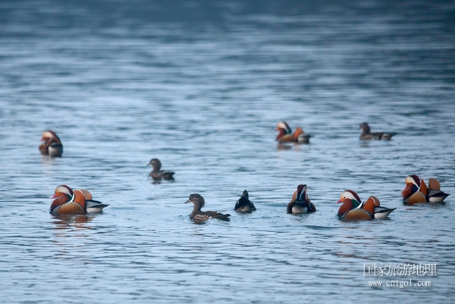 進(jìn)入初冬，大批野生鴛鴦陸續(xù)飛抵江西婺源縣賦春鎮(zhèn)鴛鴦湖越冬，小精靈們?cè)诤嫔匣蛳嗷ヒ蕾恕⑶淝湮椅?；或隨波逐流、嬉戲打鬧，悠閑自在生活在青山綠水之間，優(yōu)良的水域和豐富的湖畔闊葉林，為鴛鴦過冬提供良好生存環(huán)境，婺源鴛鴦湖已成為亞洲最大的野生鴛鴦越冬棲息地。（攝于12月4日下午）