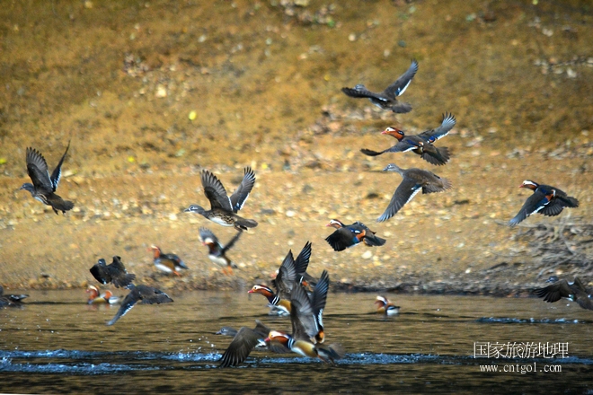 進(jìn)入初冬，大批野生鴛鴦陸續(xù)飛抵江西婺源縣賦春鎮(zhèn)鴛鴦湖越冬，小精靈們?cè)诤嫔匣蛳嗷ヒ蕾恕⑶淝湮椅?；或隨波逐流、嬉戲打鬧，悠閑自在生活在青山綠水之間，優(yōu)良的水域和豐富的湖畔闊葉林，為鴛鴦過冬提供良好生存環(huán)境，婺源鴛鴦湖已成為亞洲最大的野生鴛鴦越冬棲息地。（攝于12月4日下午）
